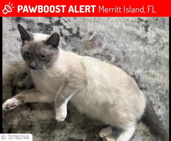 Lost Female Cat last seen Cone , South Courtenay , Merritt Island, FL 32952