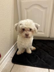 Lost Male Dog last seen Eagle Trace Dr. Trace Ridge 76244, Fort Worth, TX 76244