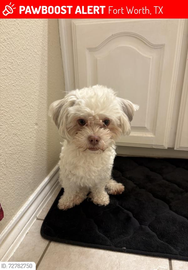 Lost Male Dog last seen Eagle Trace Dr. Trace Ridge 76244, Fort Worth, TX 76244
