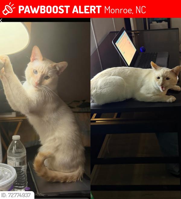 Lost Male Cat last seen Last seen in the trailer park area by New town rd , Rocky river rd and Waxhaw hwy, Monroe, NC 28110
