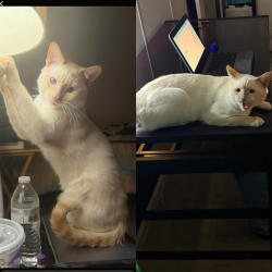 Lost Male Cat last seen Last seen in the trailer park area by New town rd , Rocky river rd and Waxhaw hwy, Monroe, NC 28110