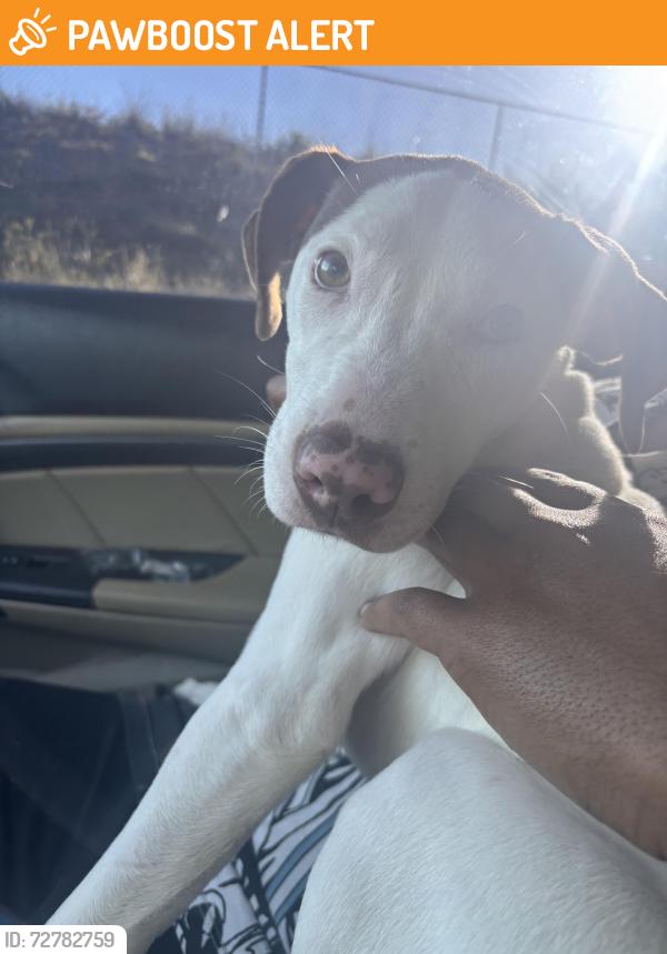 Found/Stray Female Dog last seen Berea middle school rd, Greenville County, SC 29617