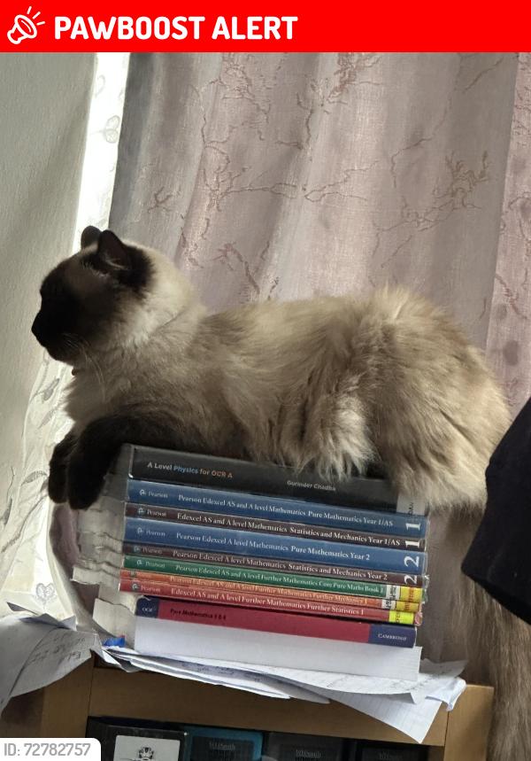 Lost Male Cat last seen N9 0SA, Greater London, England N9 0SA