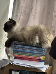 Lost Male Cat last seen N9 0SA, Greater London, England N9 0SA