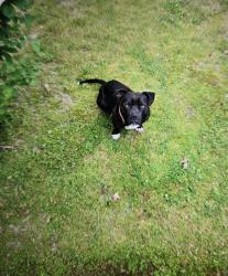 Lost Male Dog last seen Sawdust Rd. 27893 Wilson NC, Wilson, NC 27893