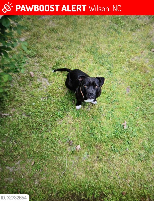 Lost Male Dog last seen Sawdust Rd. 27893 Wilson NC, Wilson, NC 27893