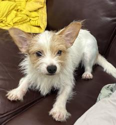 Found/Stray Female Dog last seen Violet Road and McKenzie, Corpus Christi, TX 78410