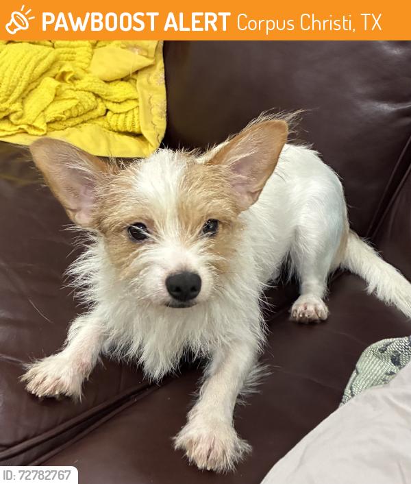Found/Stray Female Dog last seen Violet Road and McKenzie, Corpus Christi, TX 78410