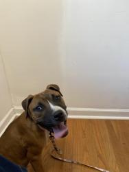 Found/Stray Male Dog last seen Diamond grocery store, Philadelphia, PA 19122