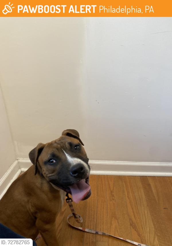 Found/Stray Male Dog last seen Diamond grocery store, Philadelphia, PA 19122