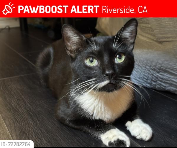 Lost Male Cat last seen Mitc, wells Ave , Riverside, CA 92505