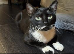 Lost Male Cat last seen Mitc, wells Ave , Riverside, CA 92505