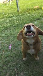 Lost Female Dog last seen Near Eastside circle HazelHurst ms , Hazlehurst, MS 39083