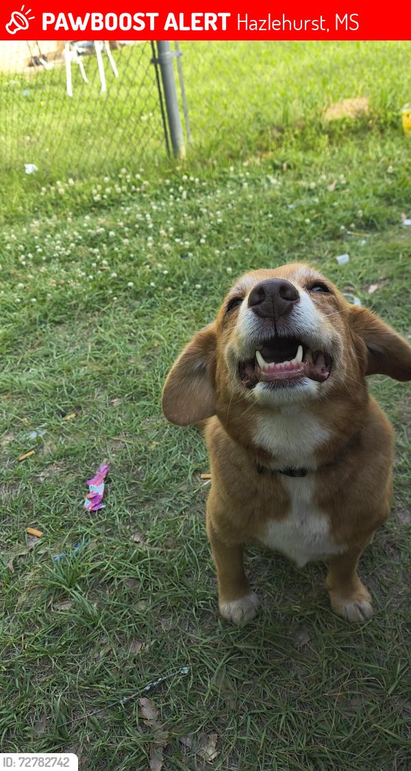 Lost Female Dog last seen Near Eastside circle HazelHurst ms , Hazlehurst, MS 39083