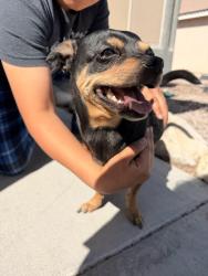 Found/Stray Male Dog last seen Jupiter Creek St, Sunrise Manor, NV 89156