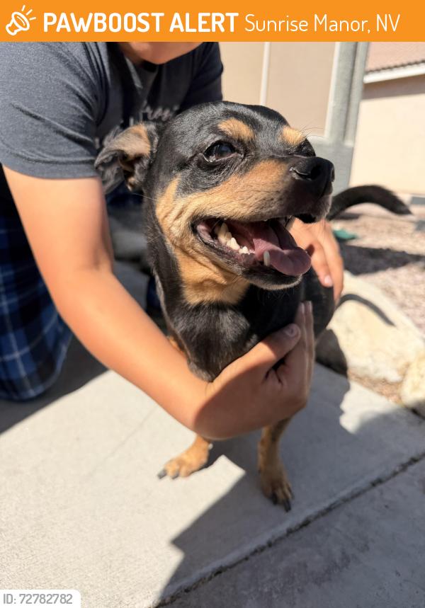 Found/Stray Male Dog last seen Jupiter Creek St, Sunrise Manor, NV 89156