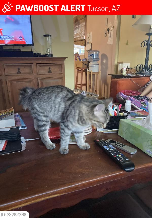 Lost Male Cat last seen Broadway/campbell, Tucson, AZ 85719