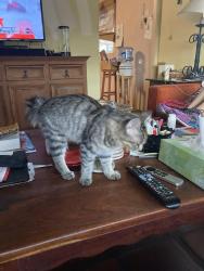 Lost Male Cat last seen Broadway/campbell, Tucson, AZ 85719