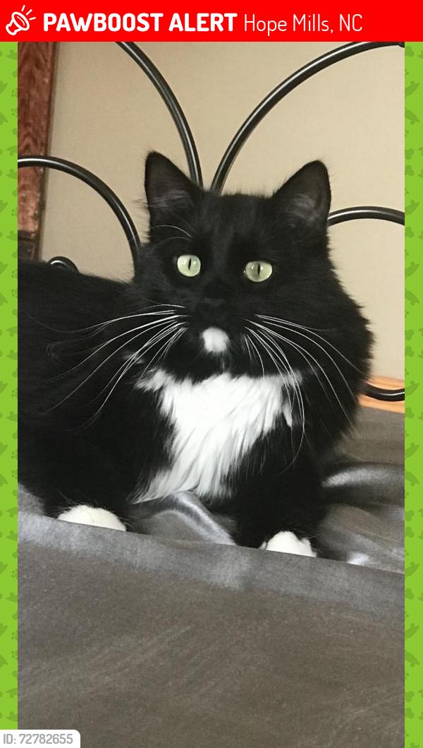 Lost Male Cat last seen Golfview rd., Hope Mills, NC 28348