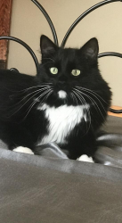 Lost Male Cat last seen Golfview rd., Hope Mills, NC 28348