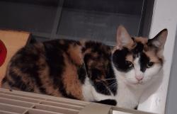 Lost Female Cat last seen Pulaski Pike next to Los Jarochos food truck, across from Lacy cir, near Grimwood Rd , Toney, AL 35773
