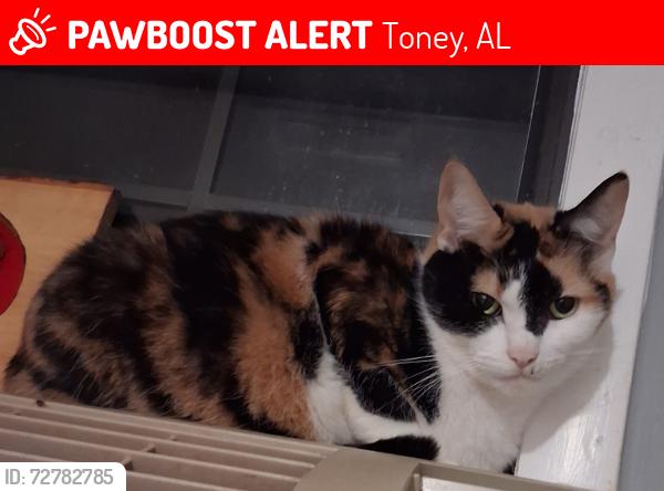 Lost Female Cat last seen Pulaski Pike next to Los Jarochos food truck, across from Lacy cir, near Grimwood Rd , Toney, AL 35773