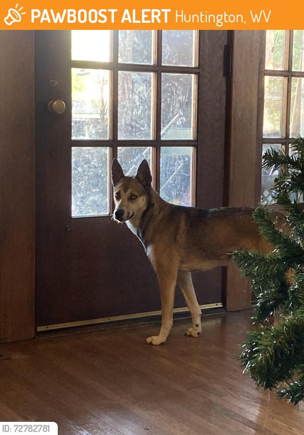 Found/Stray Female Dog last seen Goodwill building , Huntington, WV 25701