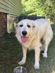 Found/Stray Unknown Dog last seen Kyzer rd. , Red Bank, SC 29073