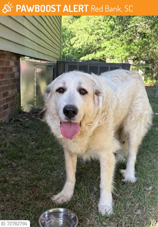 Found/Stray Unknown Dog last seen Kyzer rd. , Red Bank, SC 29073