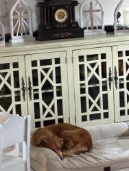 Lost Female Dog last seen Near Jarrell Road, Greenville, GA 30222