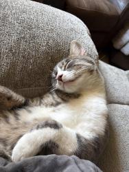 Lost Male Cat last seen Lado De Loma, Vista, CA 92083