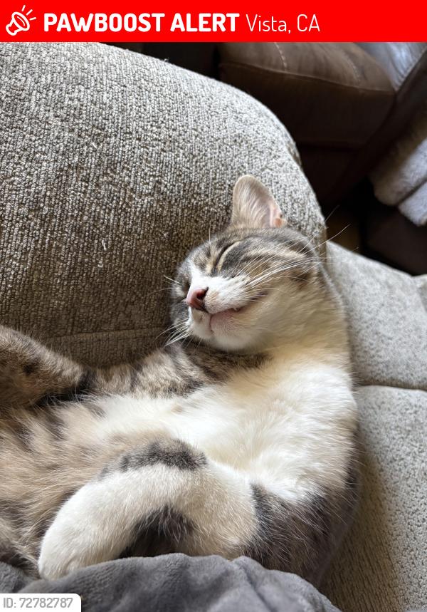 Lost Male Cat last seen Lado De Loma, Vista, CA 92083