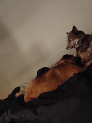 Lost Female Dog last seen Old potato road, Jenkins County, GA 30442