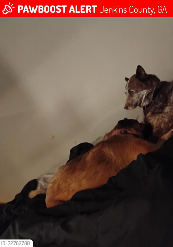 Lost Female Dog last seen Old potato road, Jenkins County, GA 30442