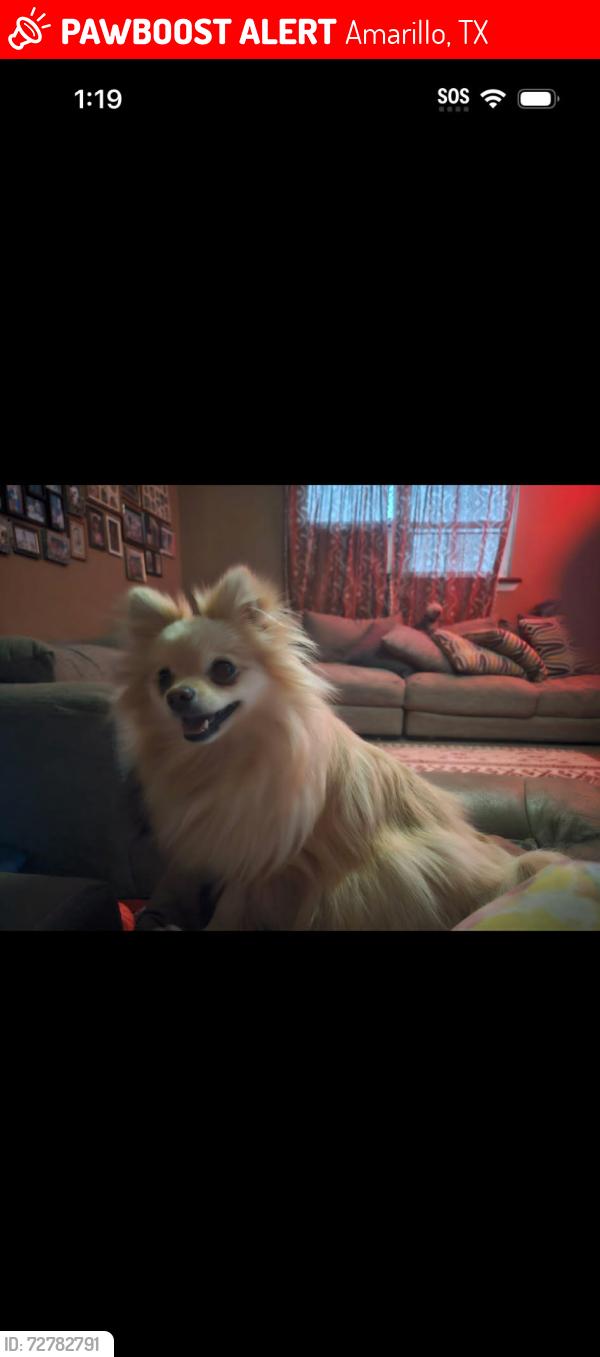 Lost Female Dog last seen La Jolla apmts , Amarillo, TX 79109