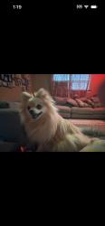 Lost Female Dog last seen La Jolla apmts , Amarillo, TX 79109