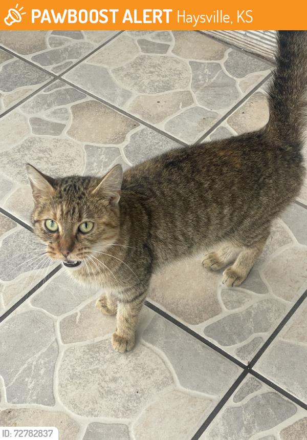 Found/Stray Unknown Cat last seen 85th and S Broadway, Haysville, KS 67060