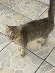 Found/Stray Unknown Cat last seen 85th and S Broadway, Haysville, KS 67060