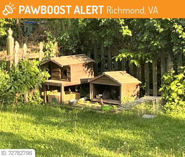 Found/Stray Unknown Cat last seen Williamsburg Rd. and Waverley Ave., Richmond, VA 23231