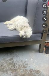 Lost Male Dog last seen Siena apmts date and del rosa, San Bernardino, CA 92404