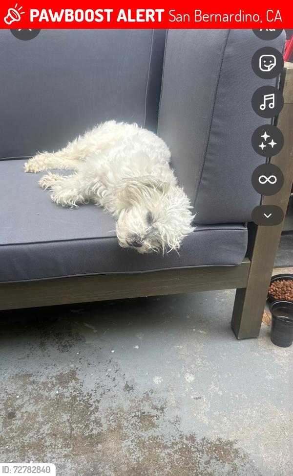Lost Male Dog last seen Siena apmts date and del rosa, San Bernardino, CA 92404