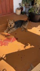 Found/Stray Female Dog last seen Florence, Huntington Park, CA 90255