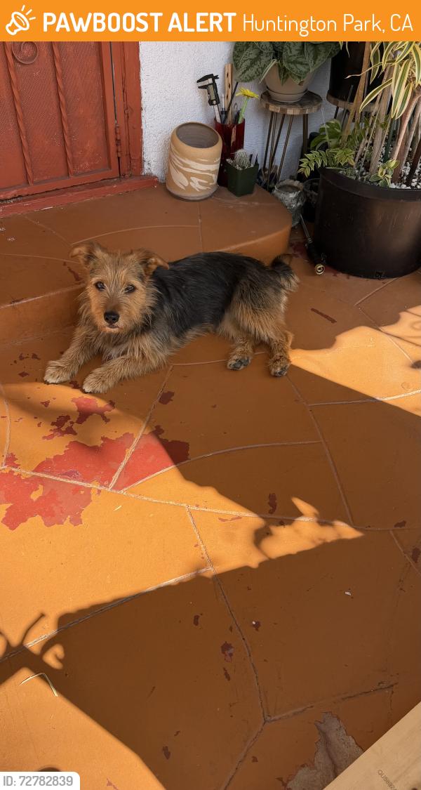 Found/Stray Female Dog last seen Florence, Huntington Park, CA 90255
