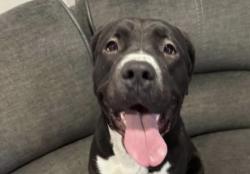Lost Female Dog last seen Nevada and Everett , Spokane, WA 99207