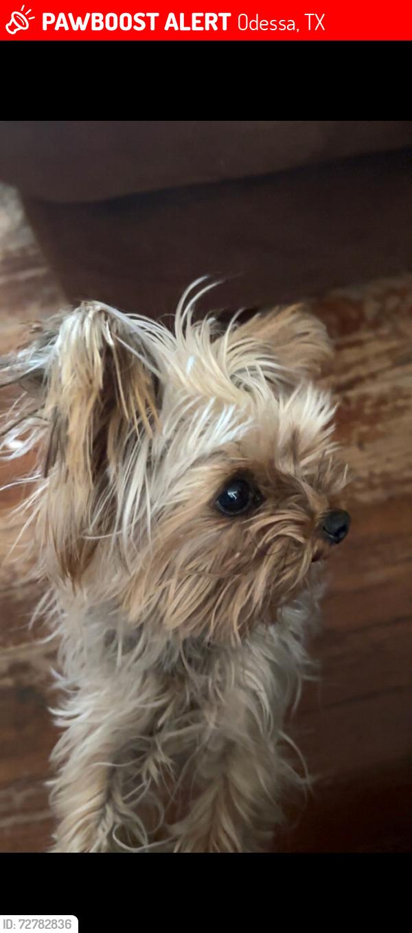 Lost Female Dog last seen N Hancock Ave Odessa tx, Odessa, TX 79760