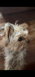 Lost Female Dog last seen N Hancock Ave Odessa tx, Odessa, TX 79760