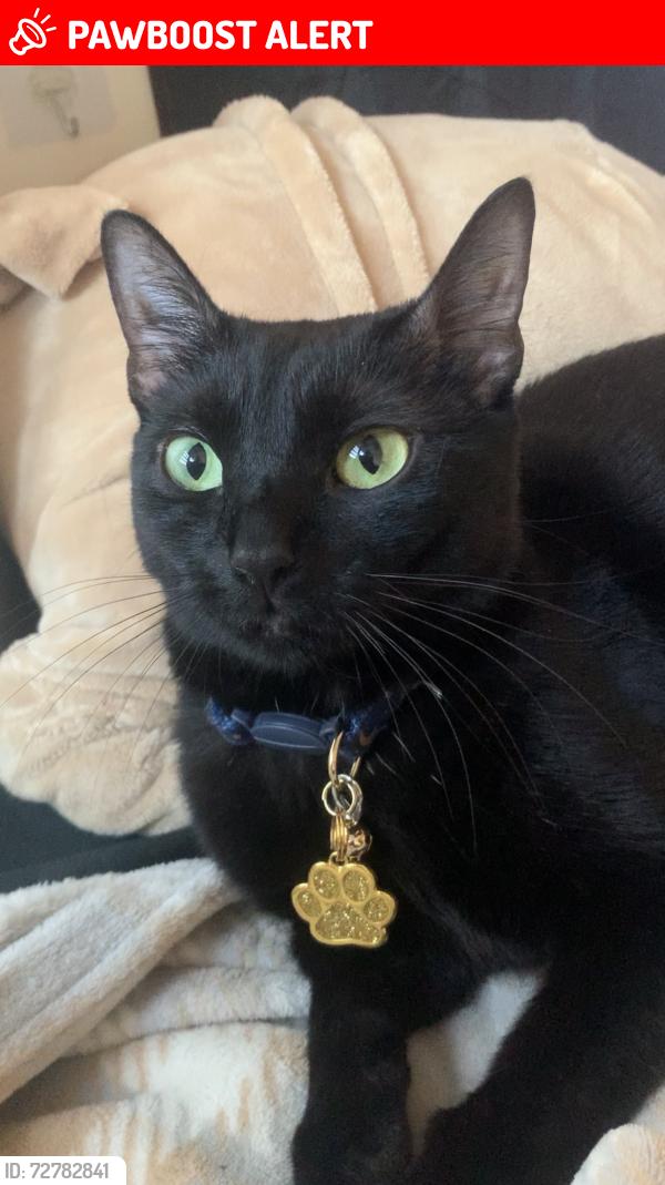 Lost Female Cat last seen Hasbrouck Heights High School, Hasbrouck Heights, NJ 07604