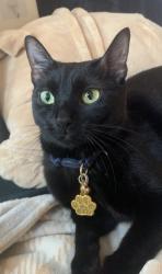 Lost Female Cat last seen Hasbrouck Heights High School, Hasbrouck Heights, NJ 07604
