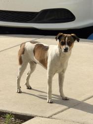 Lost Male Dog last seen Spyglass Circle, Chowchilla, CA 93610