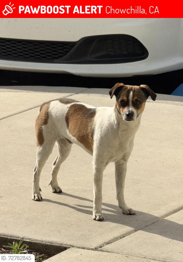 Lost Male Dog last seen Spyglass Circle, Chowchilla, CA 93610